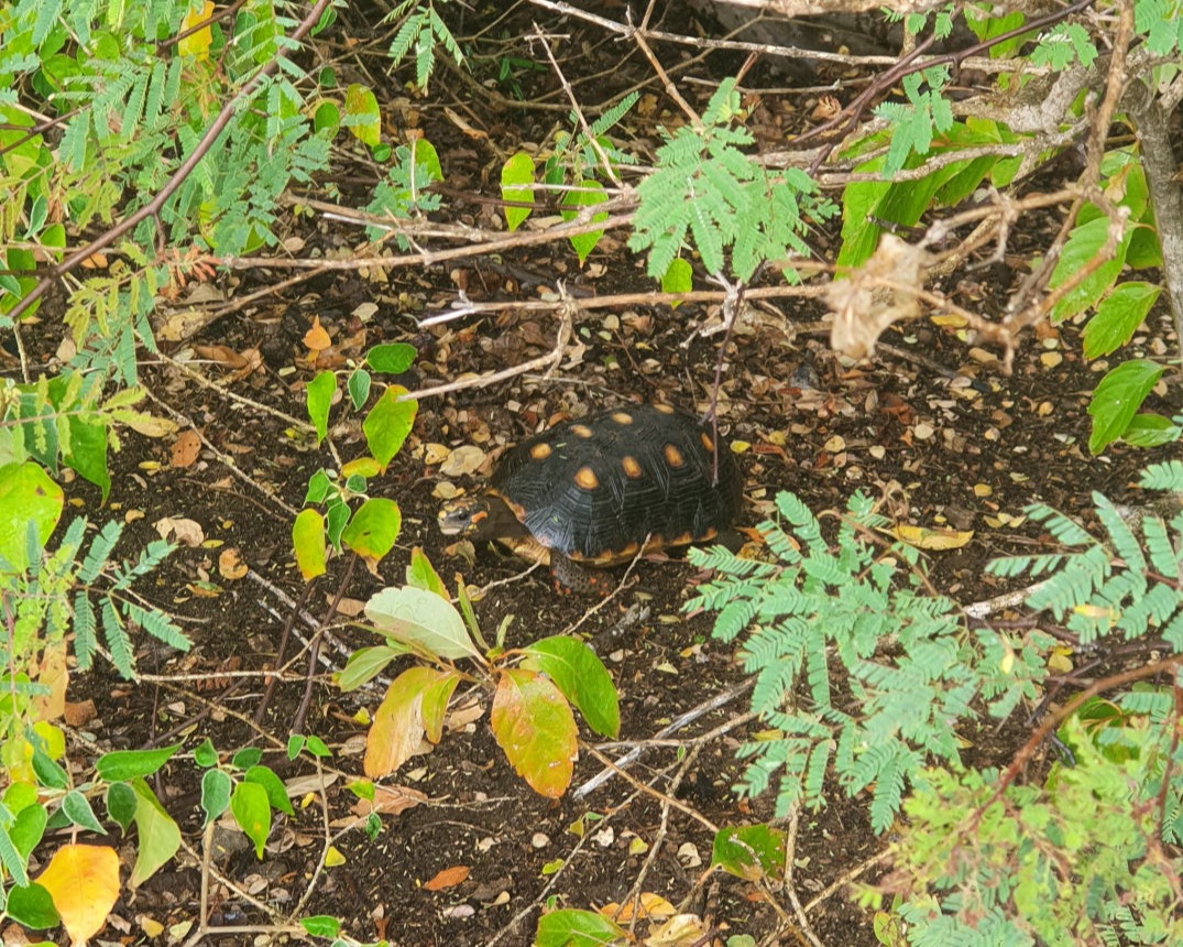 Schildkröte im Gebüsch