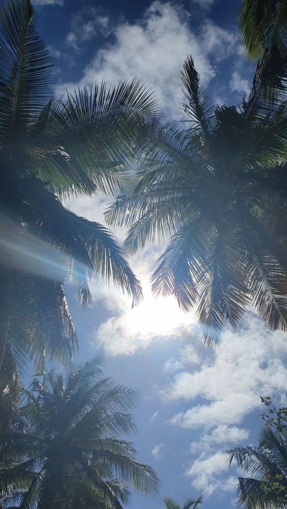 Palmen, Sonne, Himmel
