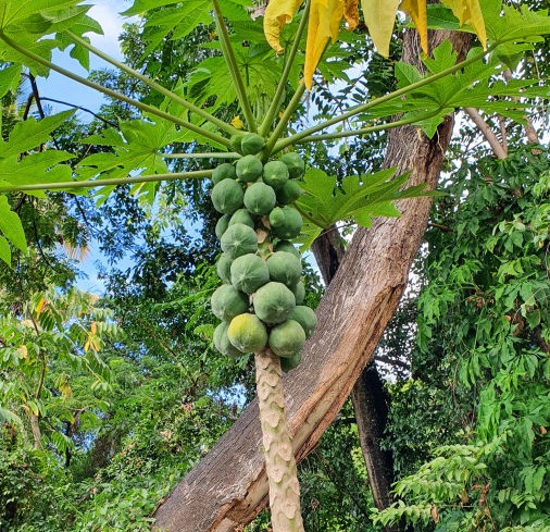 Papayas am Baum